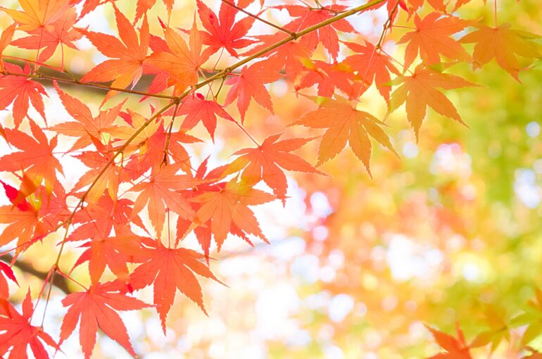 momiji